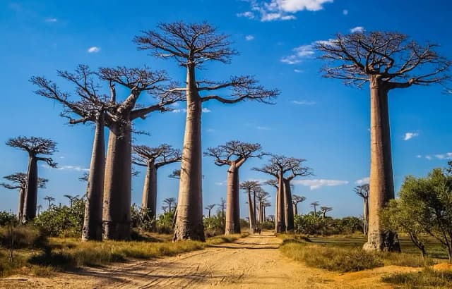 Atrakcje Madagaskar – odkryj niezwykłe miejsca i unikaj rozczarowań Atrakcje Madagaskar – odkryj niezwykłe miejsca i unikaj rozczarowań